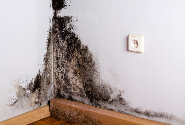 mold assessment and testing