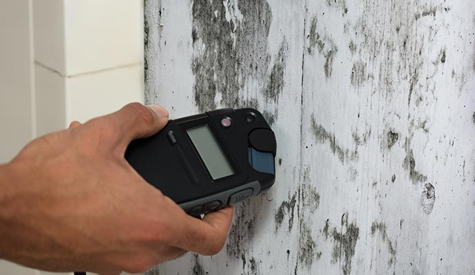 Professional worker inspecting mold damage