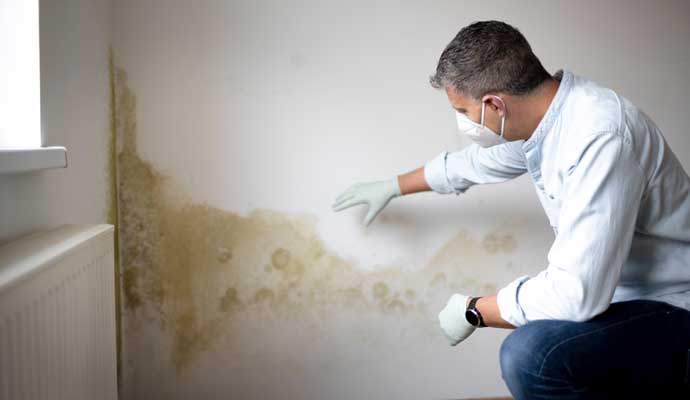 professional worker inspecting  mold on the wall