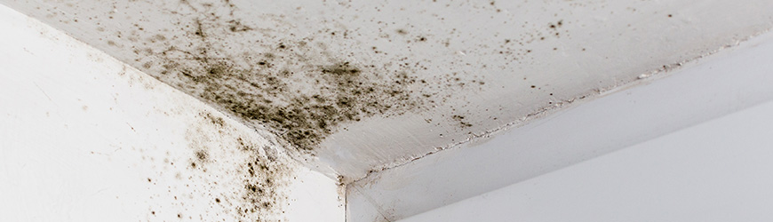 Close-up view of mold in roof wall