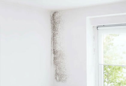 mold in the white wall